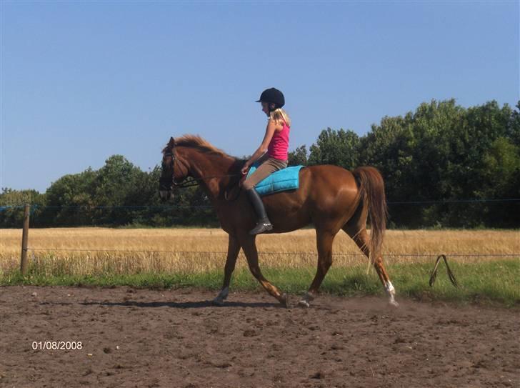 Hollandsk Sportspony Jannus *Solgt* - rider i longe igen :D billede 6