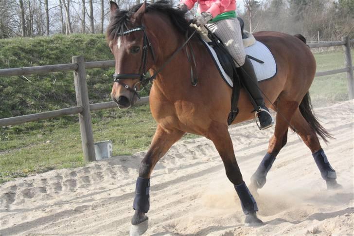 Welsh Cob (sec D) Maglehøj Dunhill R.I.P - schenkel vigning Wooow wha? (: i hvor er han altså lækker! :b Foto: Marie H billede 14