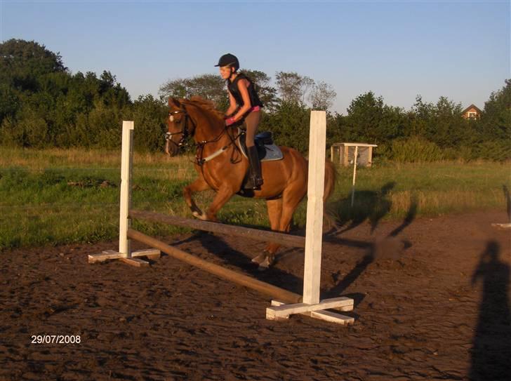 Hollandsk Sportspony Jannus *Solgt* - ´vi springer hjemme tror det er omkring 70 cm billede 7