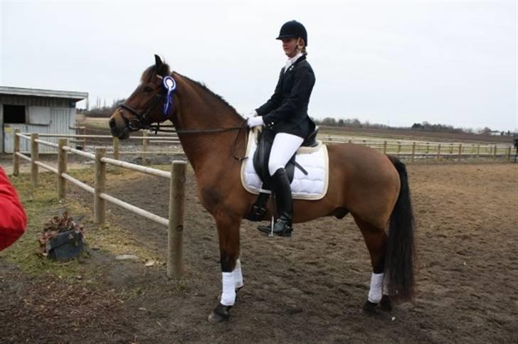 Welsh Cob (sec D) Maglehøj Dunhill R.I.P - Nsrk 1. marts. LC1- han var såå sød det blev til 65,0  % og self red jeg forkert og tabte 1. pladsen :i Foto: Michelle B billede 16