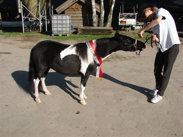 Dansk Miniature Pippi Langstrømpe - Pippi 2008 med sit Resrve Champion bånd - European Championchip billede 6