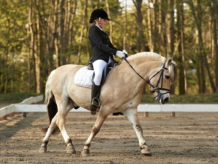 Fjordhest Kastanjegårdens Nick - Det er stjerne klart, at du en stjerne for mig! ♡ billede 10