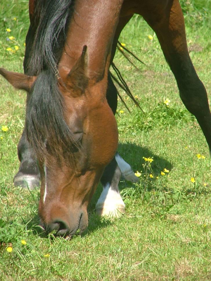 Arabisk fuldblod (OX) Emoz - 2006 billede 3