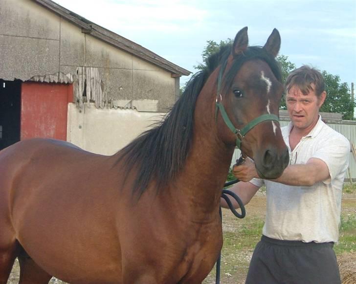 Arabisk fuldblod (OX) Emoz - 2006 billede 4