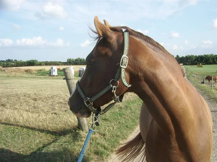 DSP Sejerøs Jackie (udlånt) billede 3