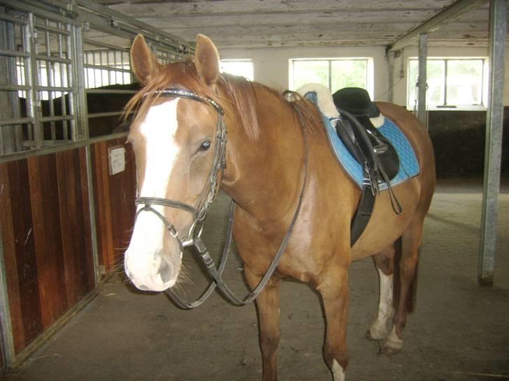 DSP Sejerøs Jackie (udlånt) billede 4