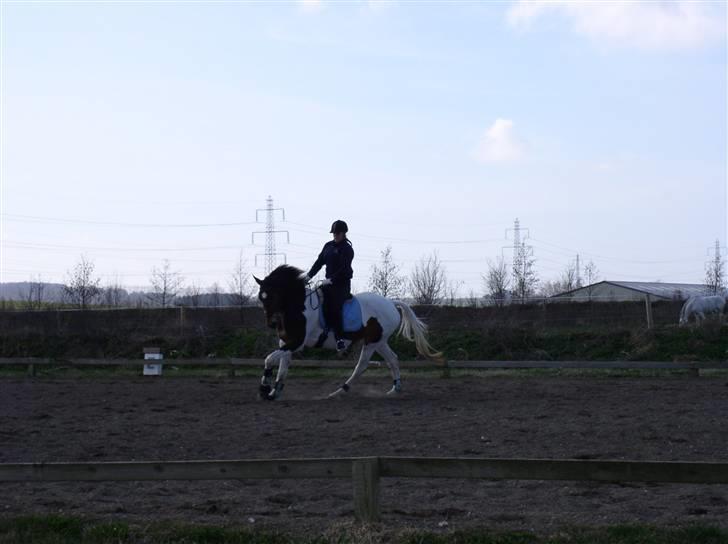 Pinto Lundhøjgårds Wizard (SOLGT) - 16~*Lundhøjgårds Wizard~*super godt gallop billede her ! .. wizard har forandret sig utrolig meget på 1 år .. Fotograf: Michael (Far) billede 15