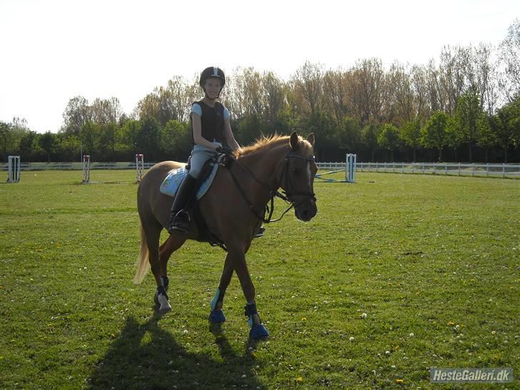 Hollandsk Sportspony Skovlykkes Choice solgt  - miig og choicen ude rå spring banen:D billede 18