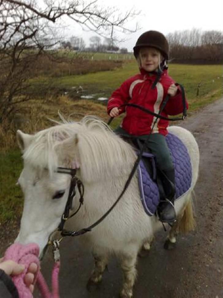 Shetlænder Flicka billede 1
