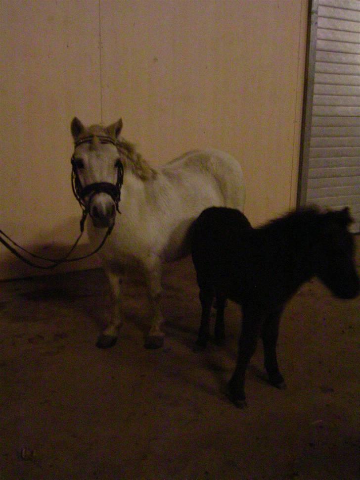 Shetlænder Flicka billede 2