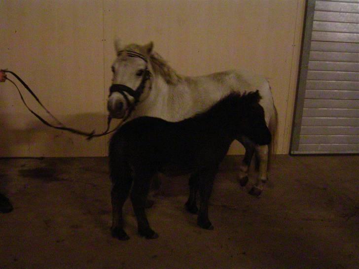 Shetlænder Flicka billede 4