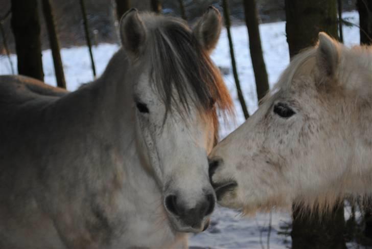 Anden særlig race |  Beauty - min dejlige pony, og Felix.(´: billede 9