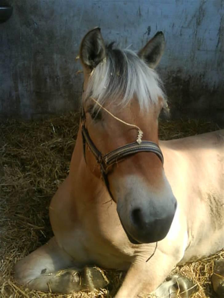 Fjordhest Baldrian<3 Solgt:/<3 billede 16