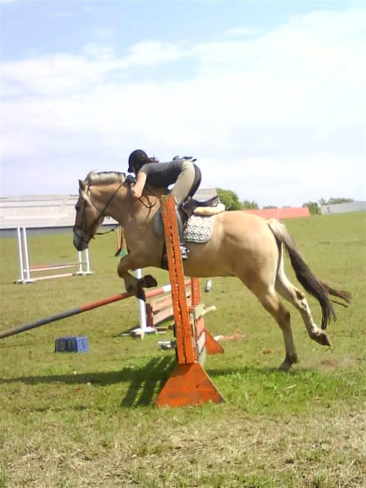 Fjordhest Baldrian<3 Solgt:/<3 billede 17