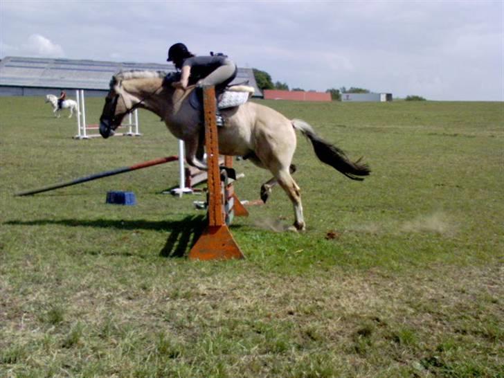 Fjordhest Baldrian<3 Solgt:/<3 billede 18