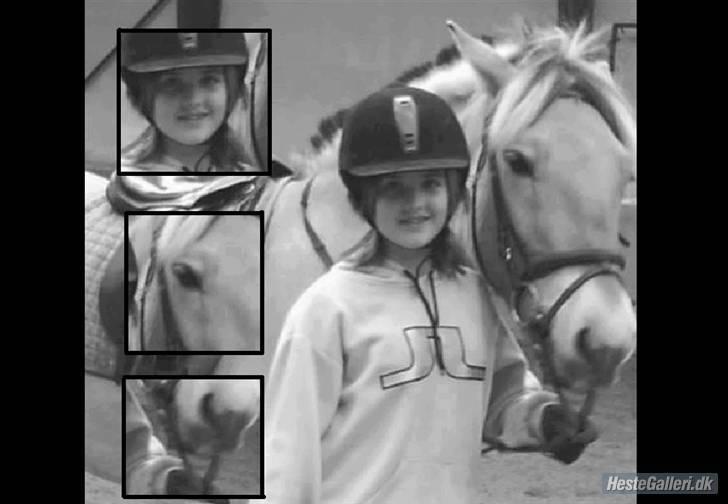 Fjordhest Baldrian<3 Solgt:/<3 billede 19