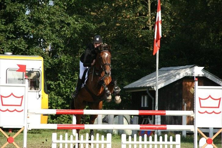 Dansk Varmblod Lille Sandagers Corona  - Jysk 2010 billede 6