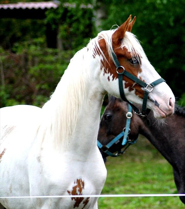 Anden særlig race chamieka - velkommen til meikas profil. billede 1