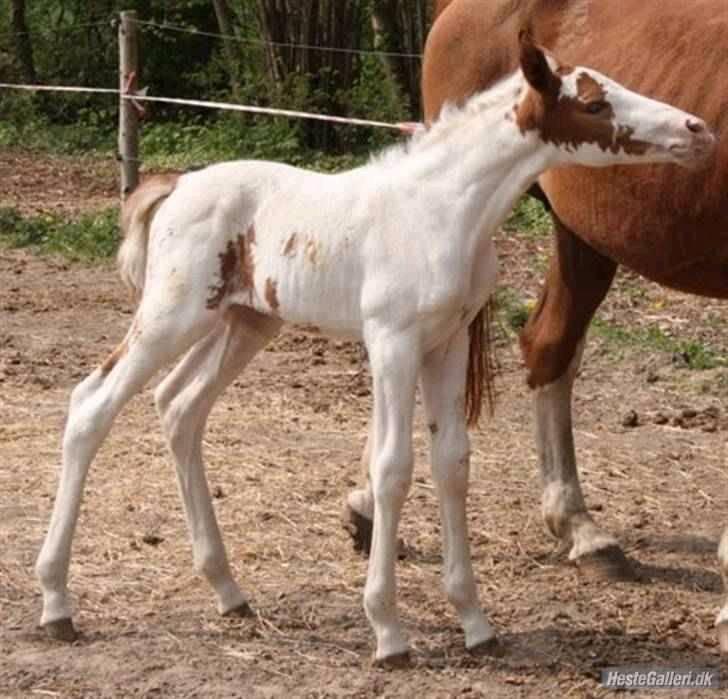 Anden særlig race chamieka - foto: katja billede 2