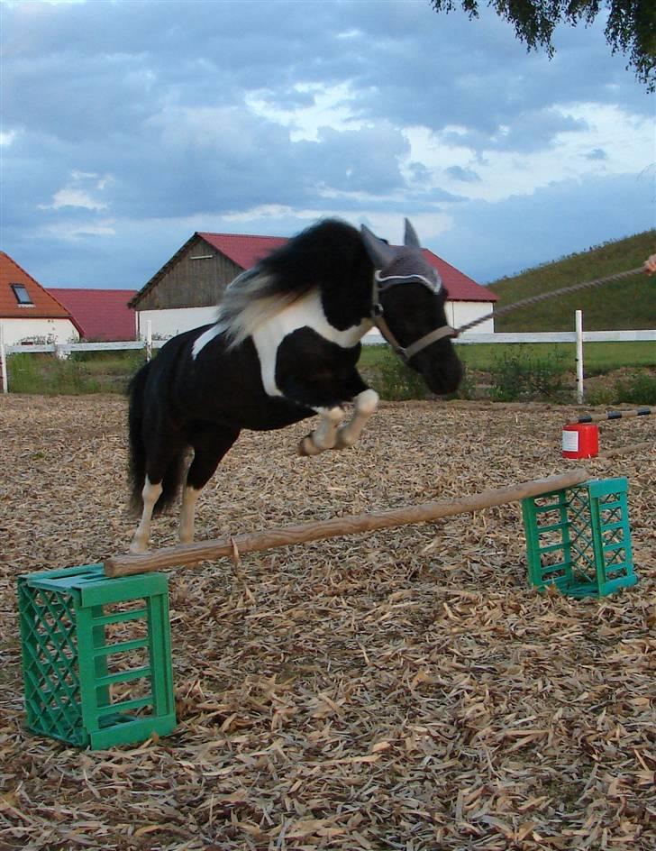 Dansk Miniature Pippi Langstrømpe - 3 gang Pippi springer, fra træning 2007 billede 7