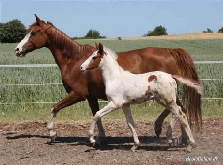 Anden særlig race chamieka - foto: katja billede 3