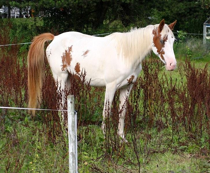 Anden særlig race chamieka - foto: katja billede 4