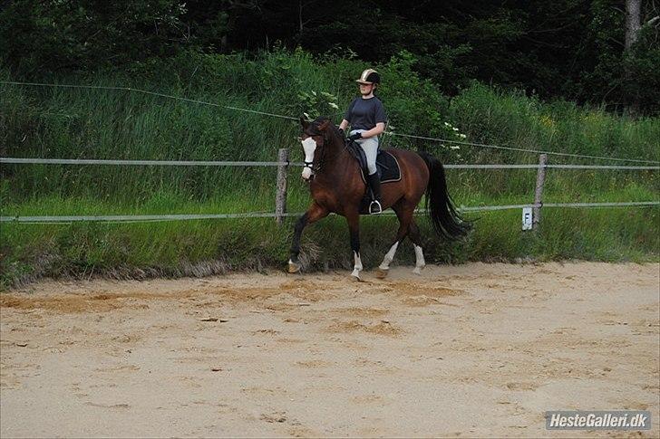 Dansk Varmblod Rigolo. - Mig og Rigolo genoptrænning.                2010                         Foto: Mor billede 9