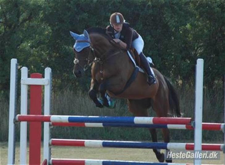 Dansk Varmblod Leroux' farvelminengel <3 - Fordi du var perfekt til stævner´ <3 billede 1