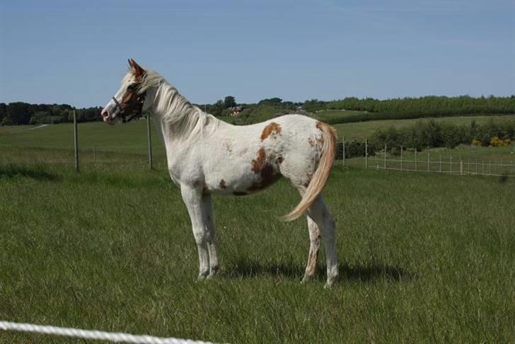 Anden særlig race chamieka - foto: mig billede 5