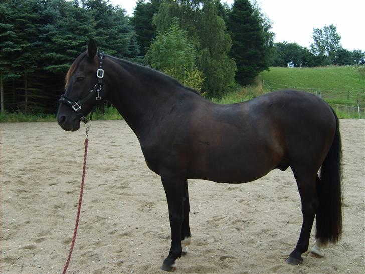 Anden særlig race Kansas Stidsbjerg R.I.P billede 7