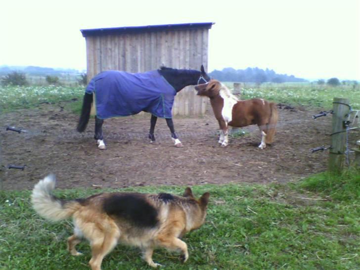 Anden særlig race Kansas Stidsbjerg R.I.P - Hehe leger på folden billede 9
