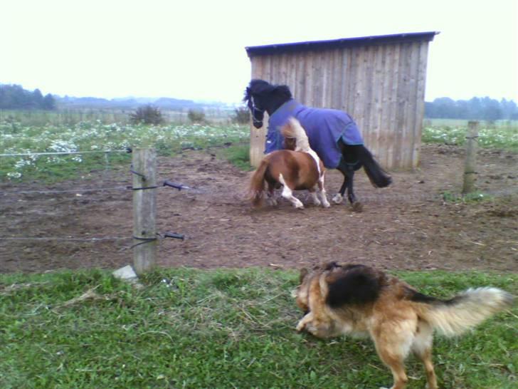 Anden særlig race Kansas Stidsbjerg R.I.P billede 10