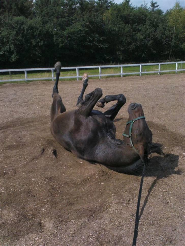 Dansk Varmblod Don Cavo *R.I.P* - Cavo syg, 1 gang han ligger ned på ½ år billede 18