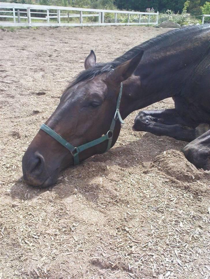 Dansk Varmblod Don Cavo *R.I.P* - Farvel vores stjerne billede 19