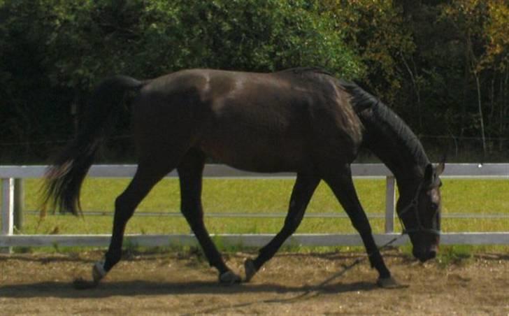 Dansk Varmblod Don Cavo *R.I.P* - farvel dreng.  billede 20