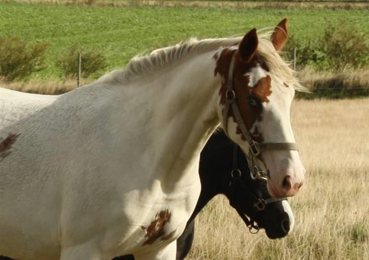 Anden særlig race chamieka - foto: mig billede 6