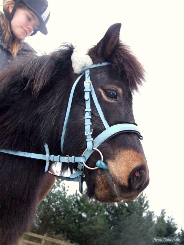 Shetlænder Birkedal's Topper Trip - vi vinker til Mette :))foto: Vilsøe =) billede 3