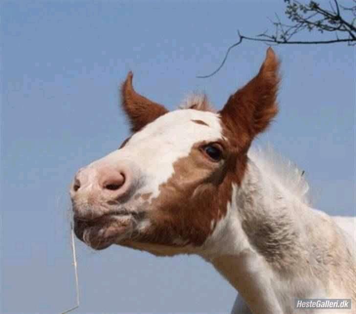 Anden særlig race chamieka - foto: katja billede 7