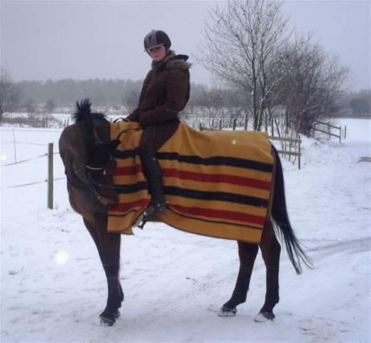 Dansk Varmblod Leroux' farvelminengel <3 - Fordi vi var sammen om alting <3 billede 5