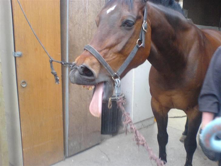 Dansk Varmblod Leroux' farvelminengel <3 - Fordi du var så kær & dejlig <3 billede 7