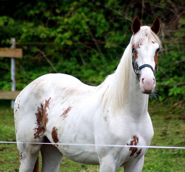 Anden særlig race chamieka - NYT! juni 2010 billede 8