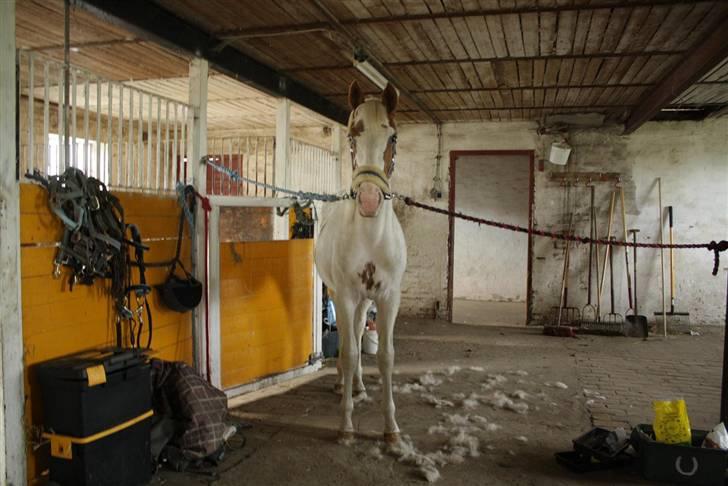 Anden særlig race chamieka - forår 2009. billede 9