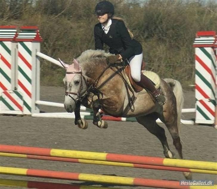 Connemara Teglstrups Samos billede 3