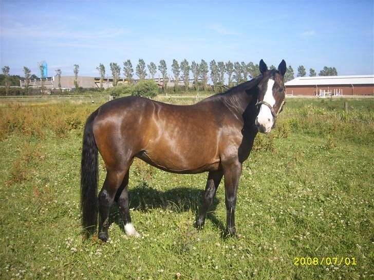 Anden særlig race Dana ( R.I.P. ) billede 14