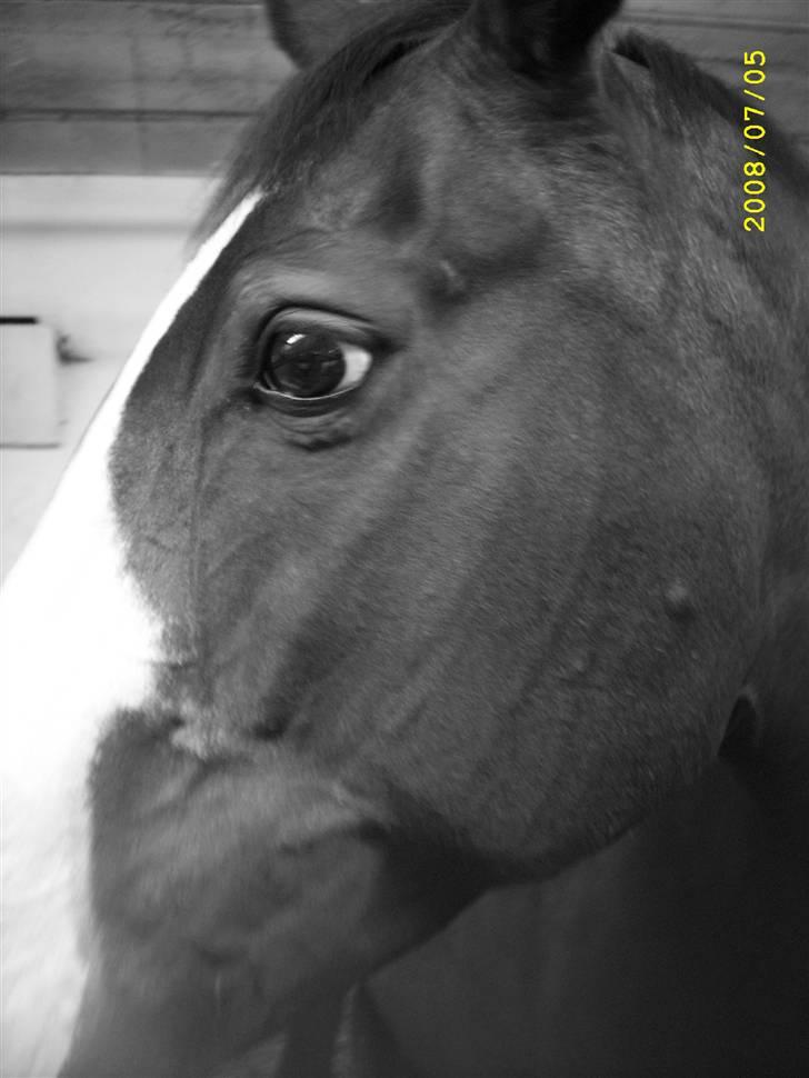 Anden særlig race Dana ( R.I.P. ) billede 17