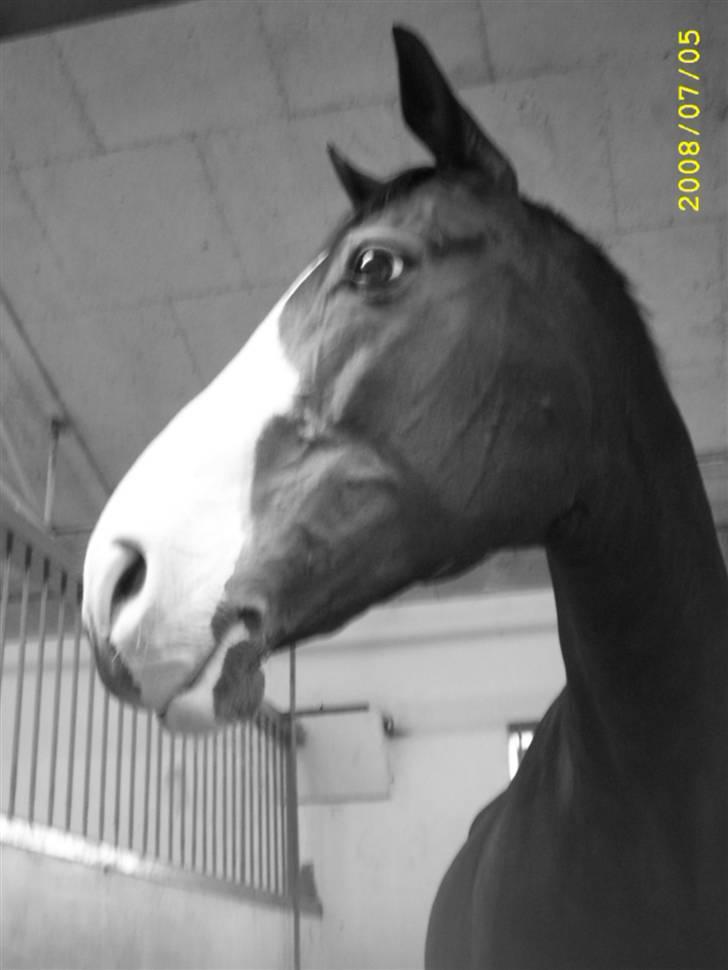 Anden særlig race Dana ( R.I.P. ) billede 18