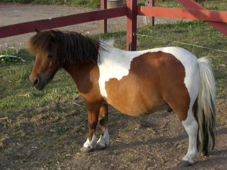 Miniature Lille Kurt  <3 >> R.I.P<< billede 1