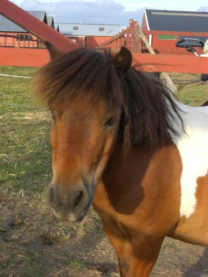 Miniature Lille Kurt  <3 >> R.I.P<< billede 5