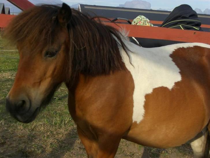 Miniature Lille Kurt  <3 >> R.I.P<< billede 7