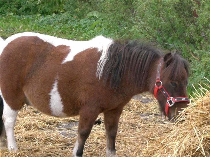 Miniature Lille Kurt  <3 >> R.I.P<< billede 8